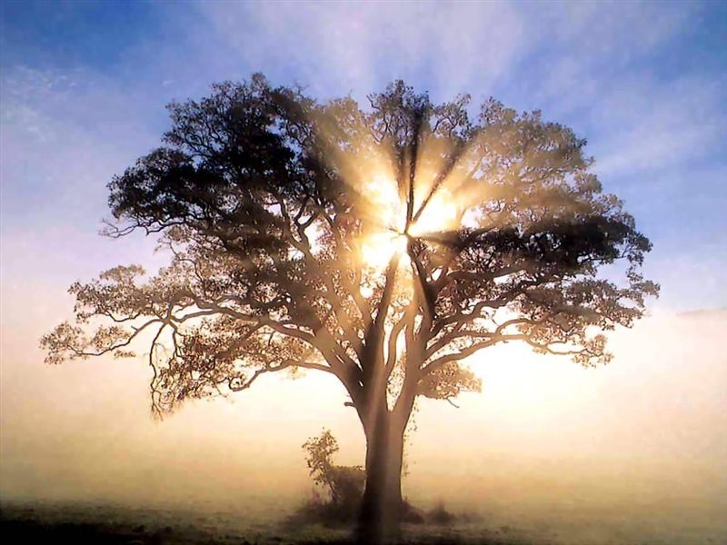 tree-of-wisdom